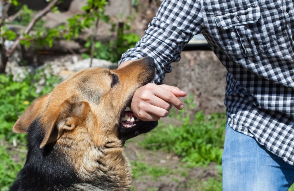 Dog Bite Incidents